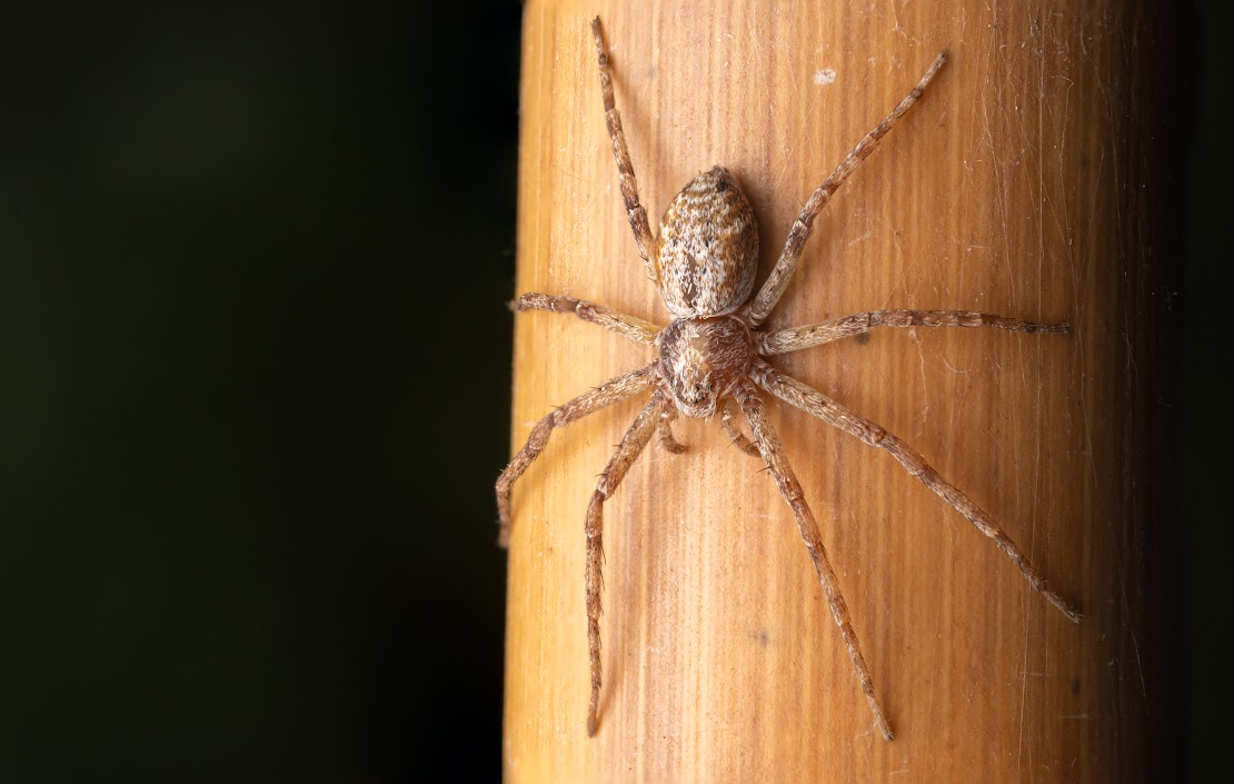 Philodromus sp.