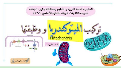شرح درس تركيب الميتوكندريا و وظيفتها - أحياء الصف 12 الفصل 2 (2)