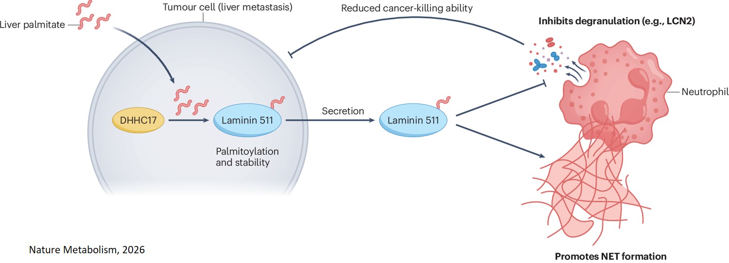 Cancer cells hijack a fatty acid to escape immune attack in liver metastases