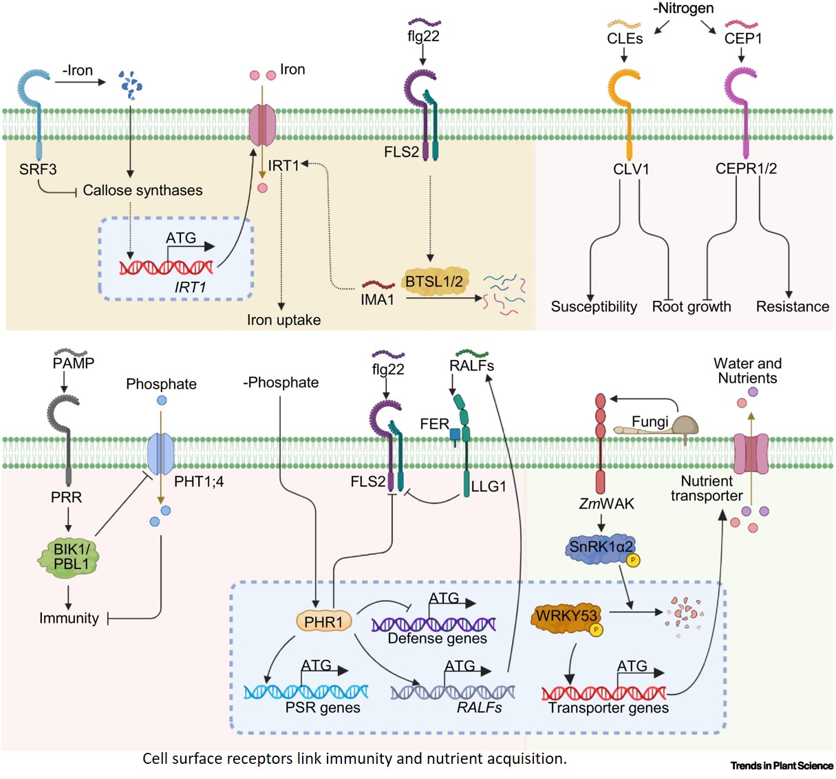 Cell surface receptors integrate plant immunity, stress adaptation, and nutrient acquisition