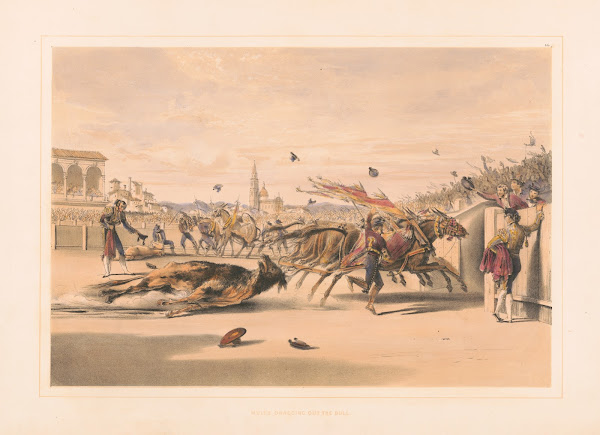Mules dragging out the bull 1860 1870