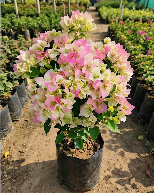 Imported Green Volcano Thai Delight Bougainvillea Plant