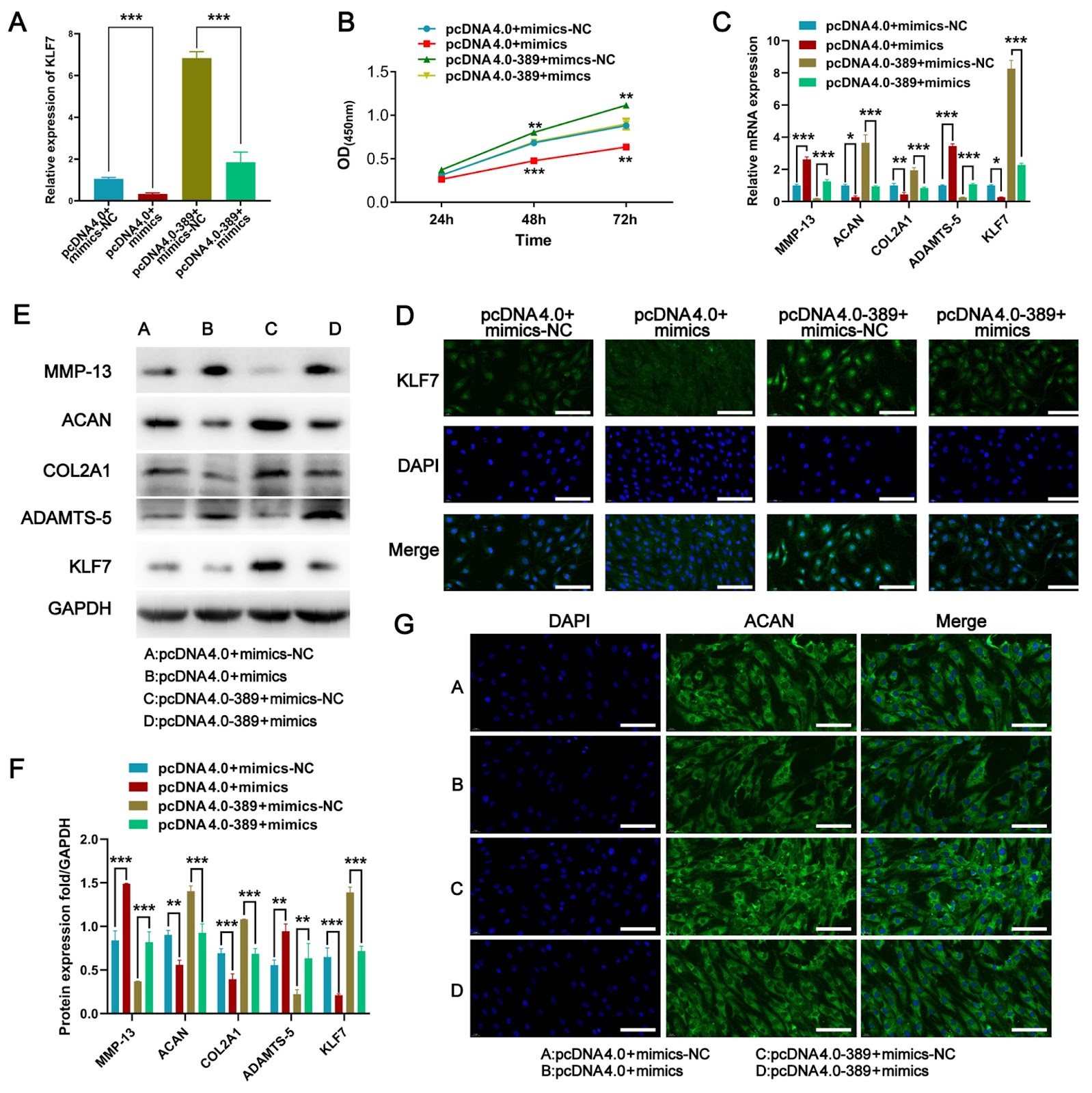 circ_0000389 inhibits intervertebral disc degeneration by targeting the miR-346/KLF7 axis