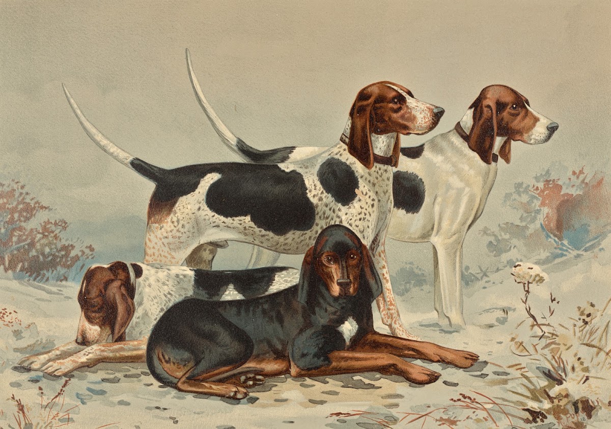 Three Foxhounds with Coonhound 1880