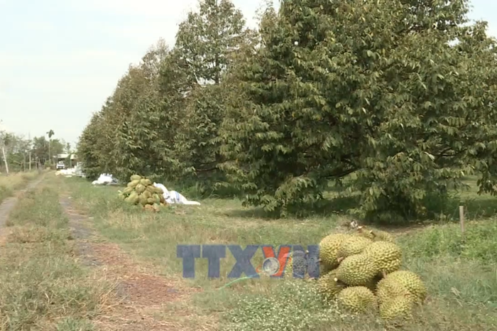 Liên kết sản xuất – thị trường, giải bài toán đầu ra cho nông sản - Bnews