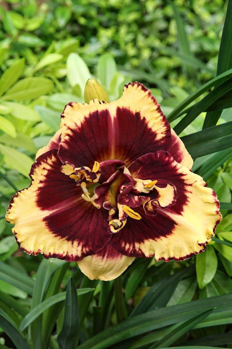 Hemerocallis 'Tiger Blood' in piena fioritura, giglio di un giorno scarlatto nel giardino