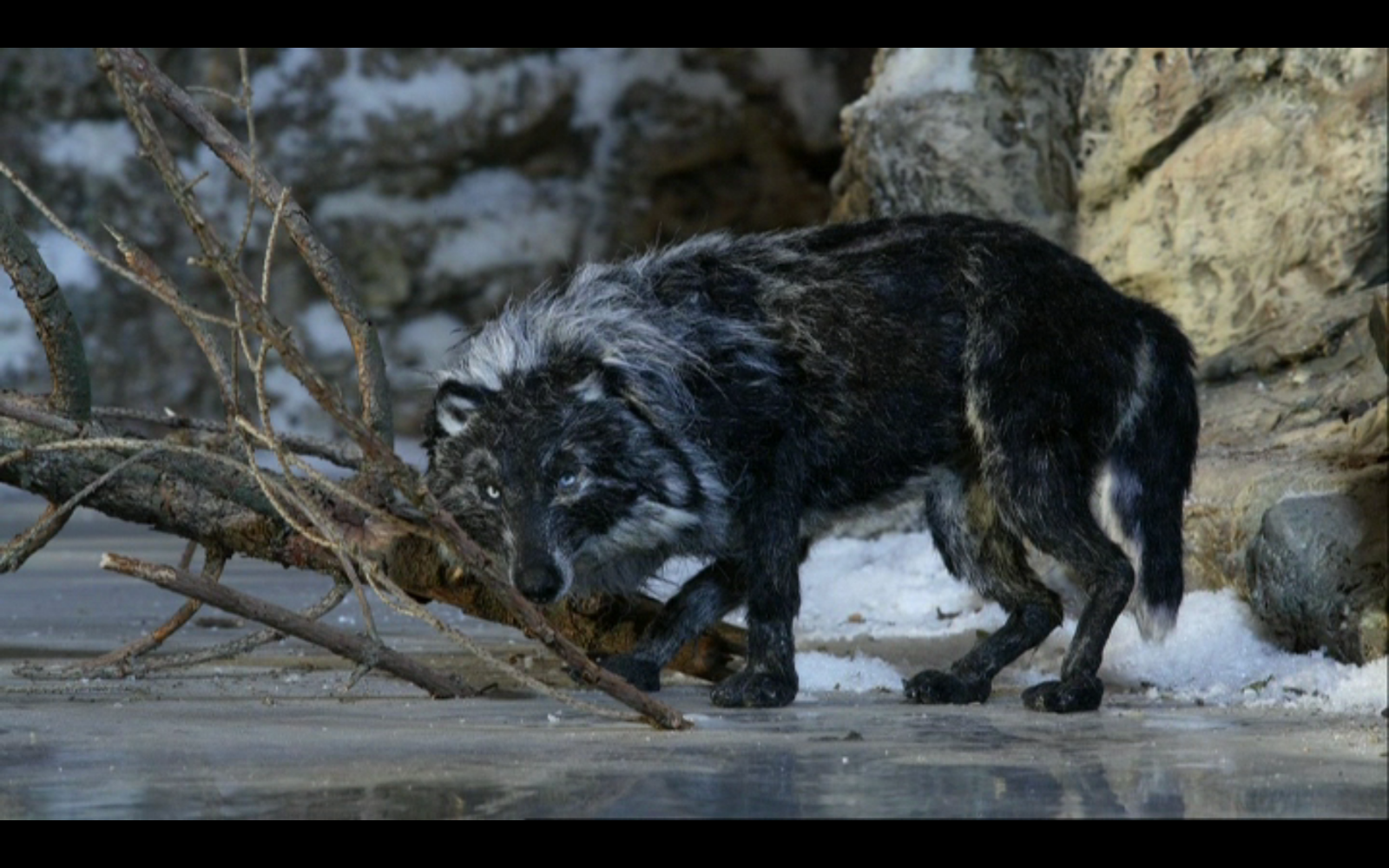 Peter & the Wolf Live