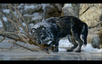 Peter & the Wolf Live