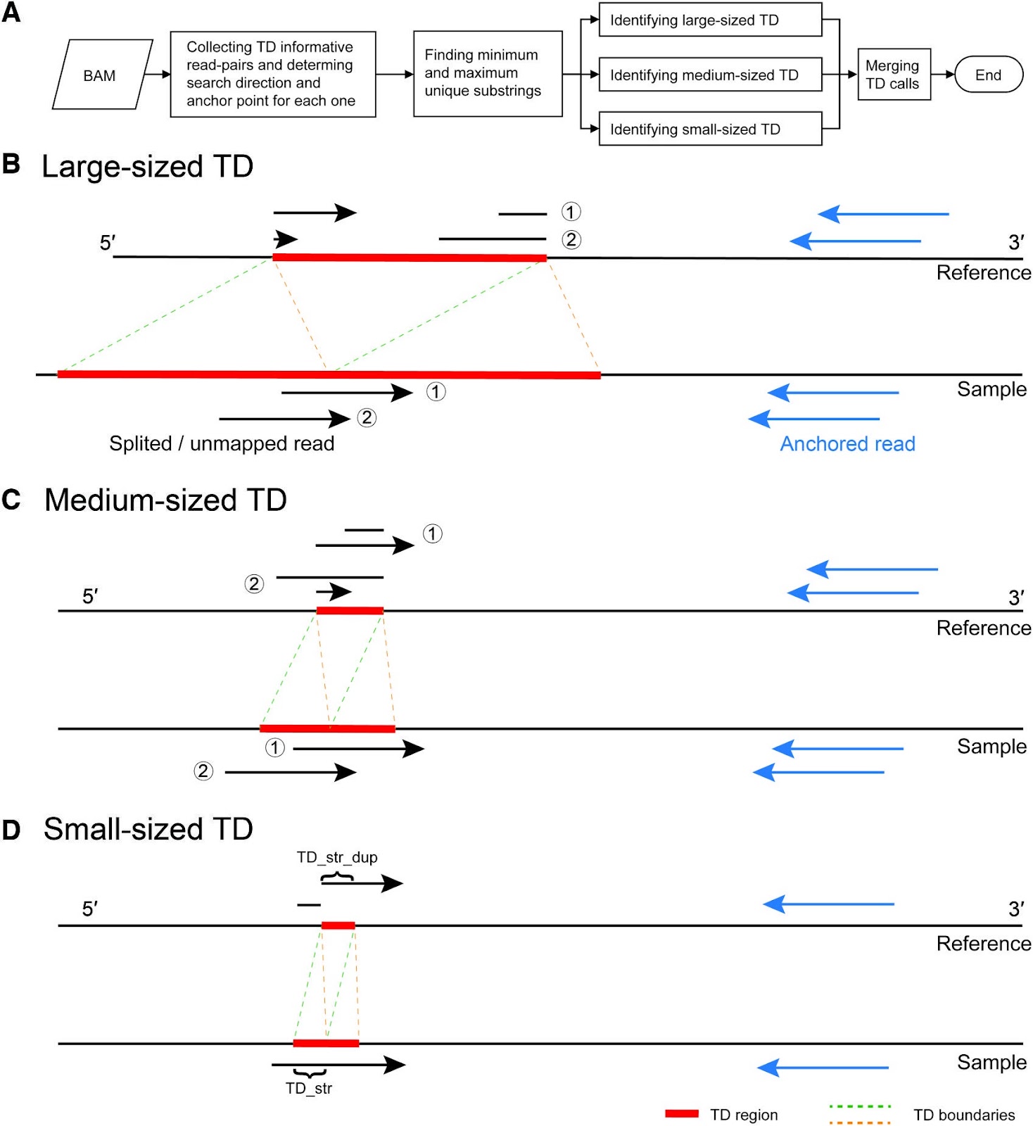 Pindel-TD: A Tandem Duplication Detector Based on A Pattern Growth Approach