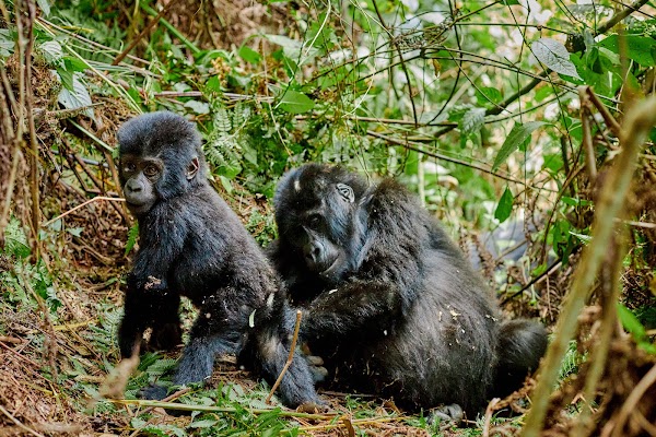 Bwindi frame 25