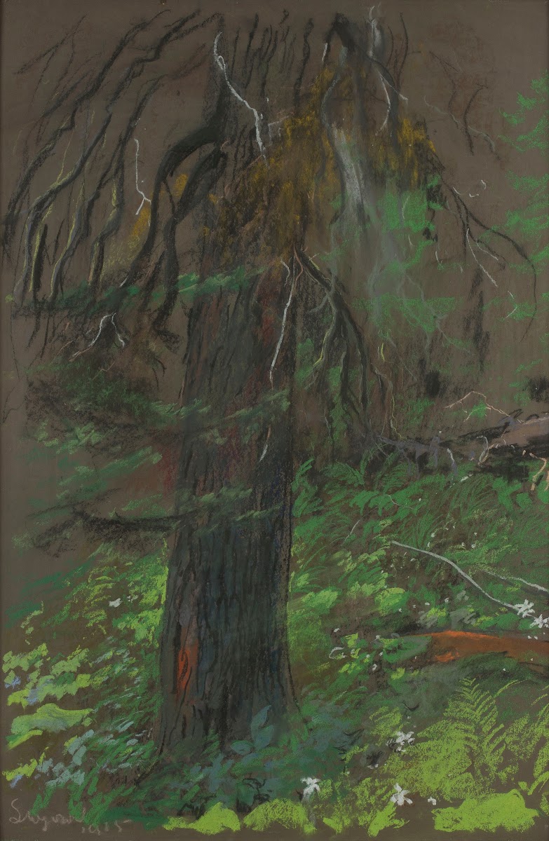 Spruce 1915