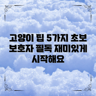 고양이보호자교육, 고양이 관리, 고양이 훈련, 고양이 케어 팁, 첫 고양이 입양