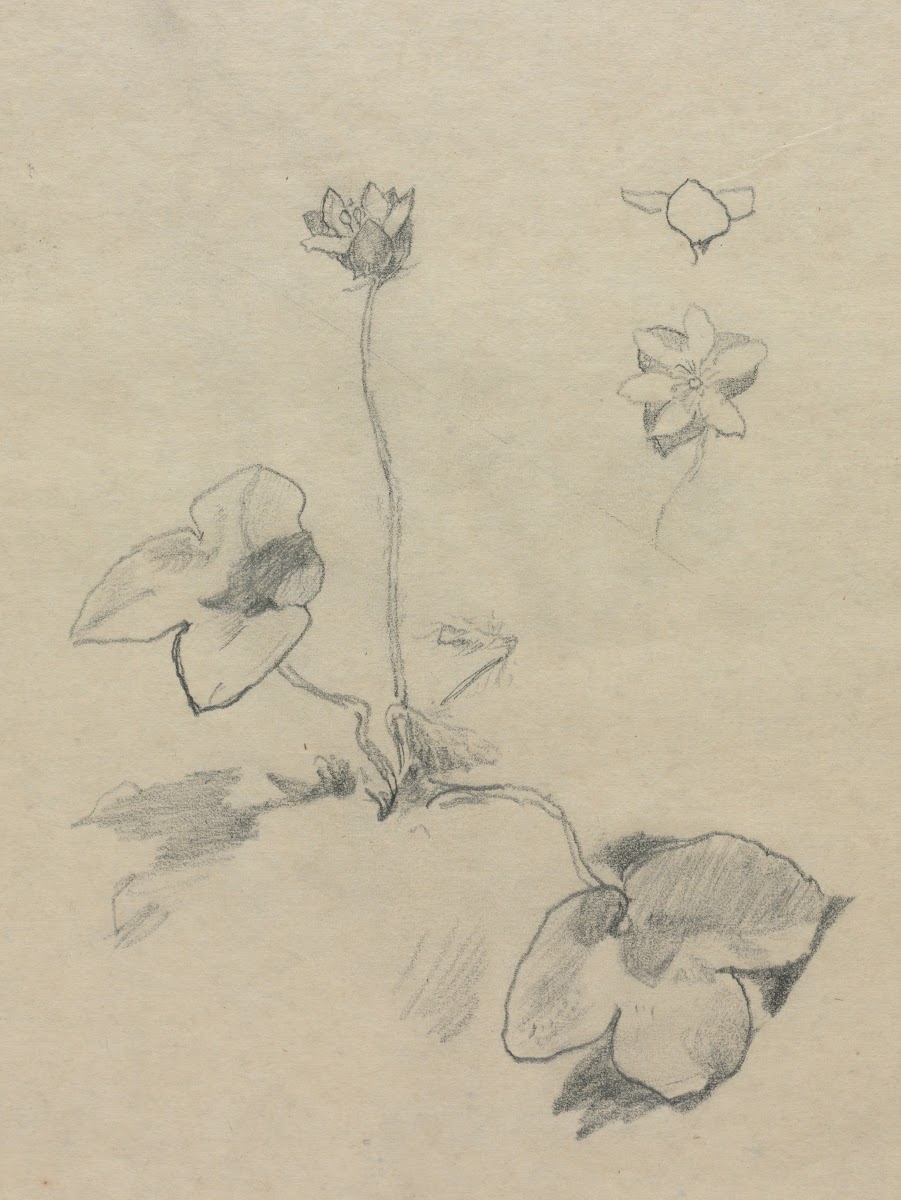 Anemone c 1850 1910