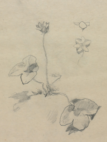 Anemone c 1850 1910