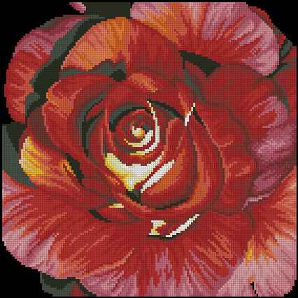 CMP 171218 Spanish Rose