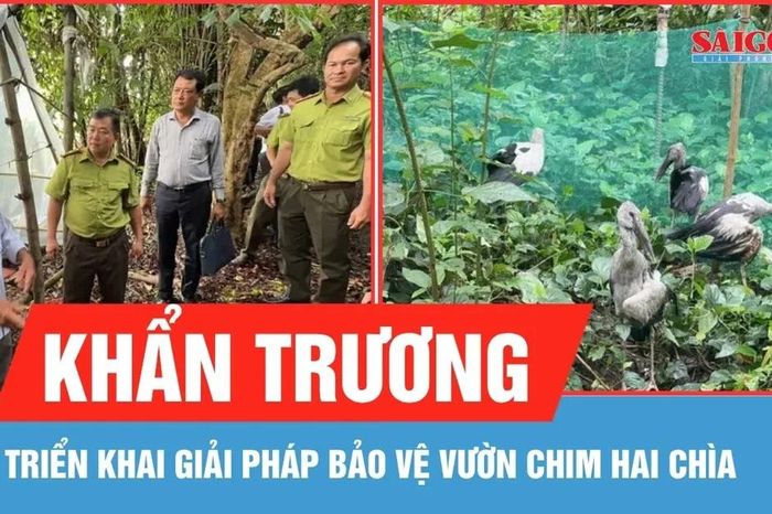 Vĩnh Long: Triển khai giải pháp bảo vệ vườn chim Hai Chìa - Báo Sài Gòn Giải Phóng