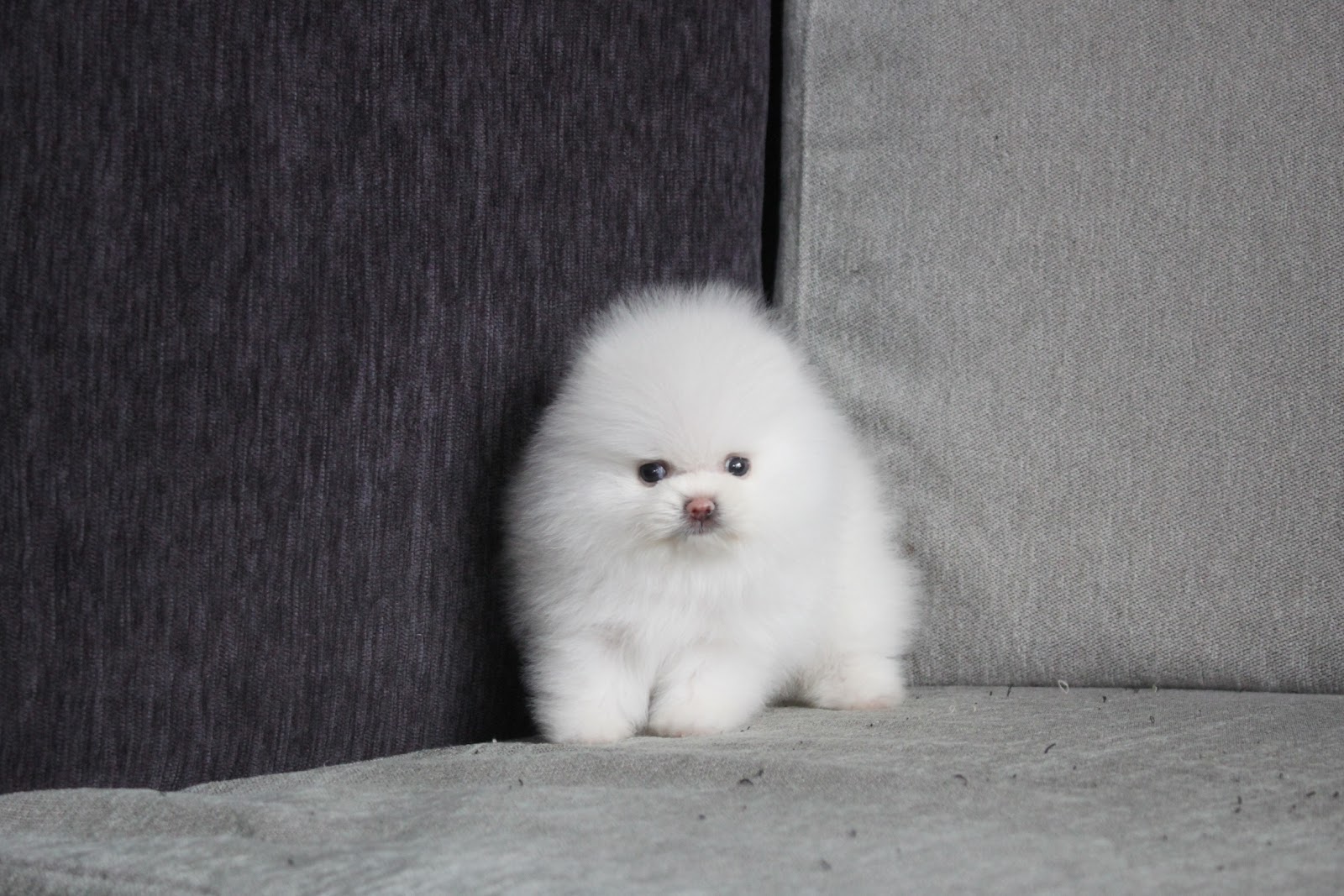 1/21出生 高端優質茶杯型松鼠白博美妹妹