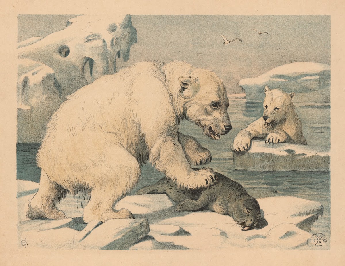 Isbjørne Variant 1892 1892