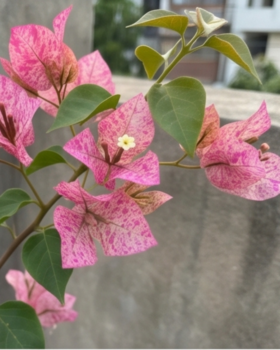 Imported Kristina Bougainvillea Plant — view 6