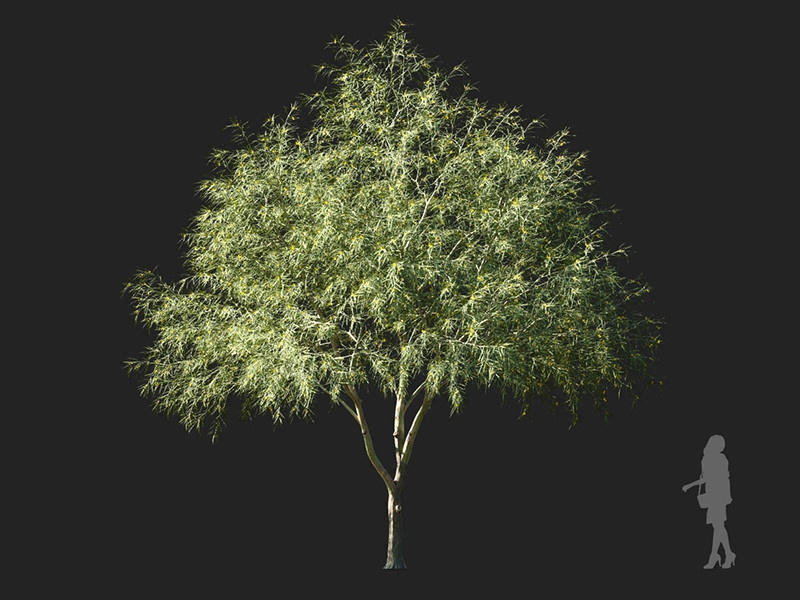 Maxtree - Plant Models Vol.122
