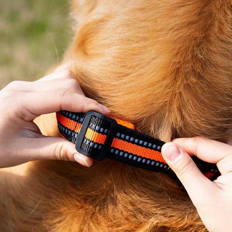 Nylon Reflective Collar for Dogs and Cats