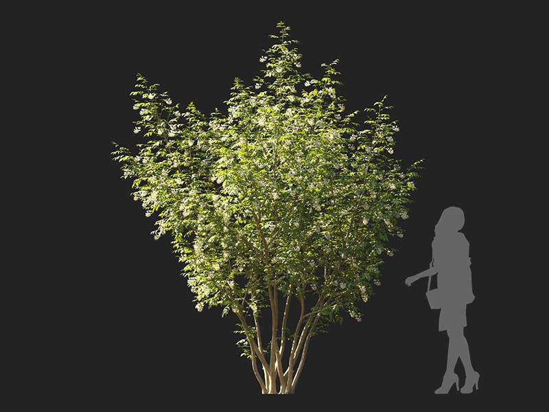 Maxtree - Plant Models Vol.122