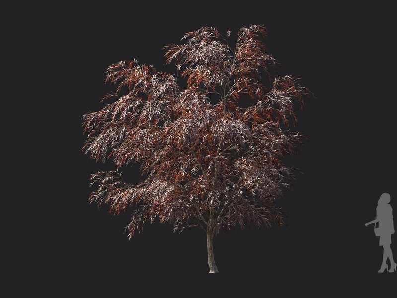 Maxtree - Plant Models Vol.119