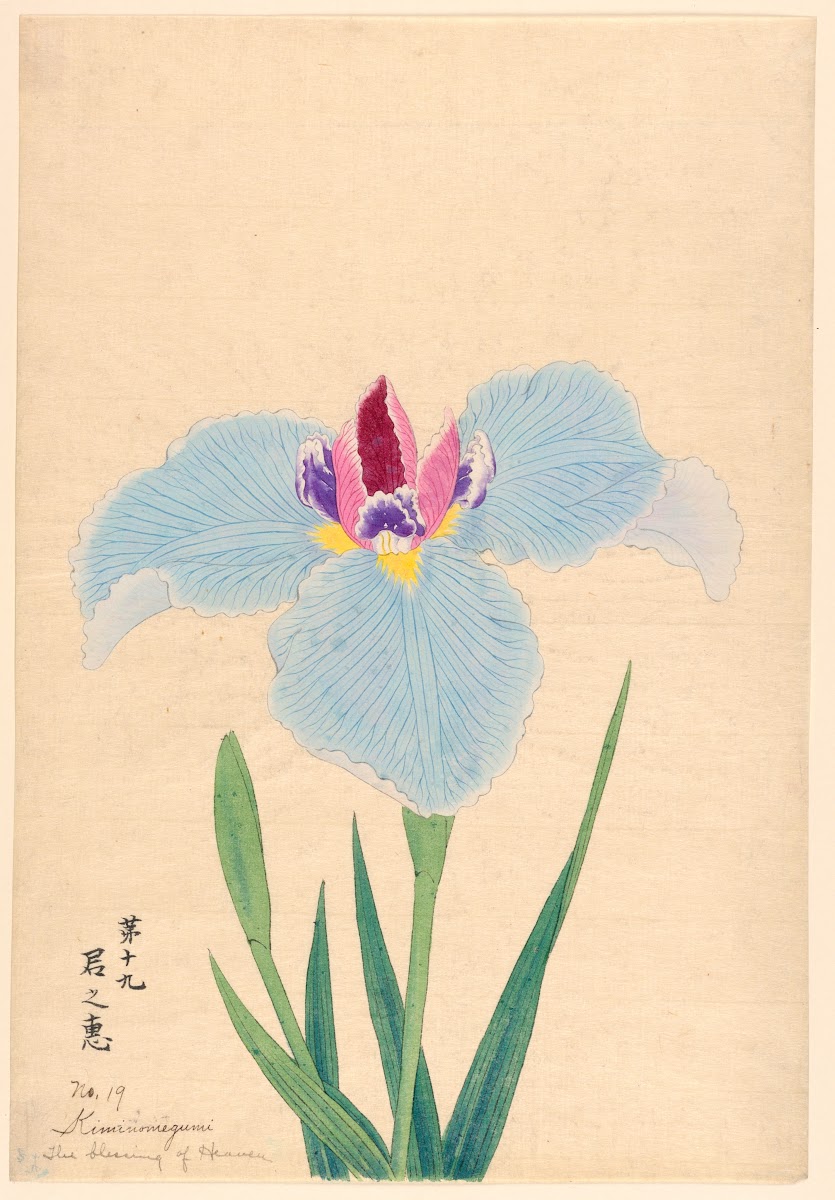 The Blessing of Heaven Kiminomegumi 1910
