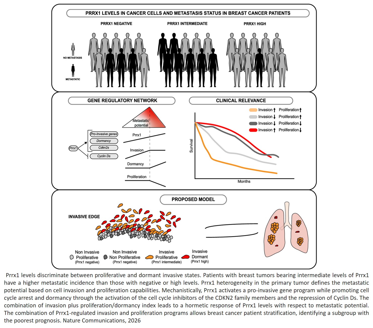 A hormetic transcriptional program coregulates invasion, proliferation and dormancy to define metastatic potential