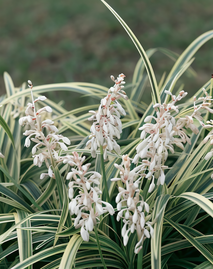Liriope muscari 'Variegata' con foglie striate, pianta da bordura in giardino.