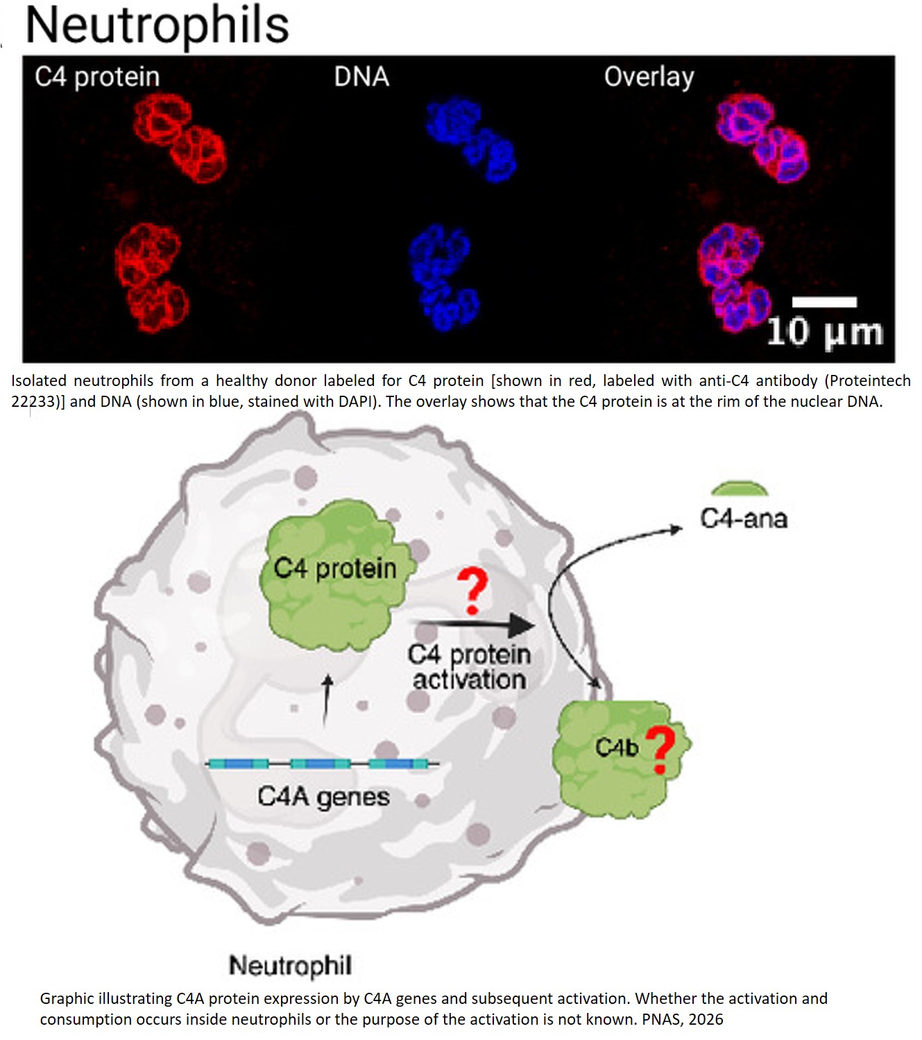 Peripheral complement C4 protein in schizophrenia: Association with gene copy number and immune cell subtypes