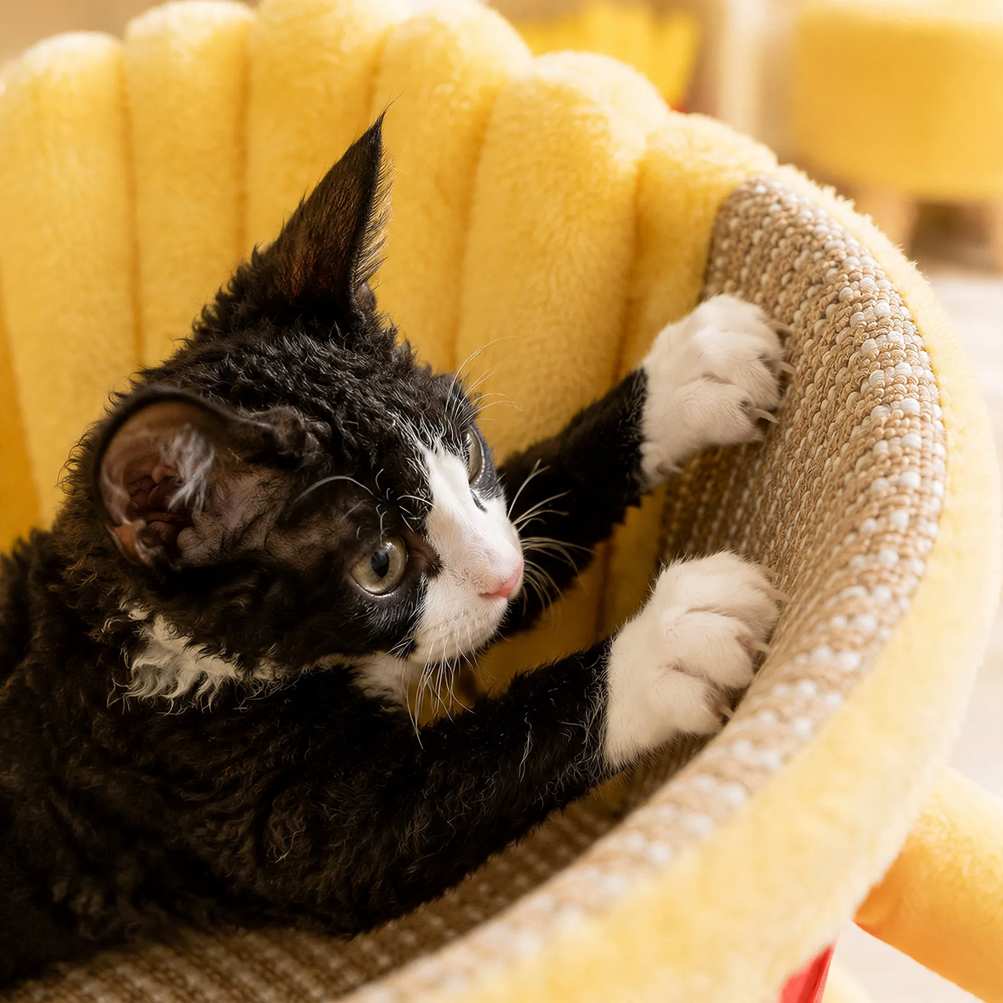 Cat bed with scratching option and play function