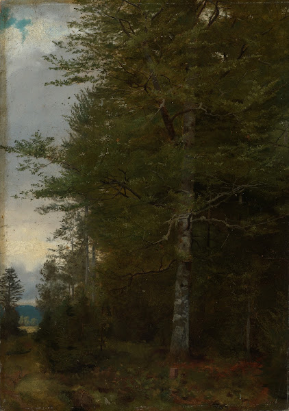 Buche am Waldrand 1861