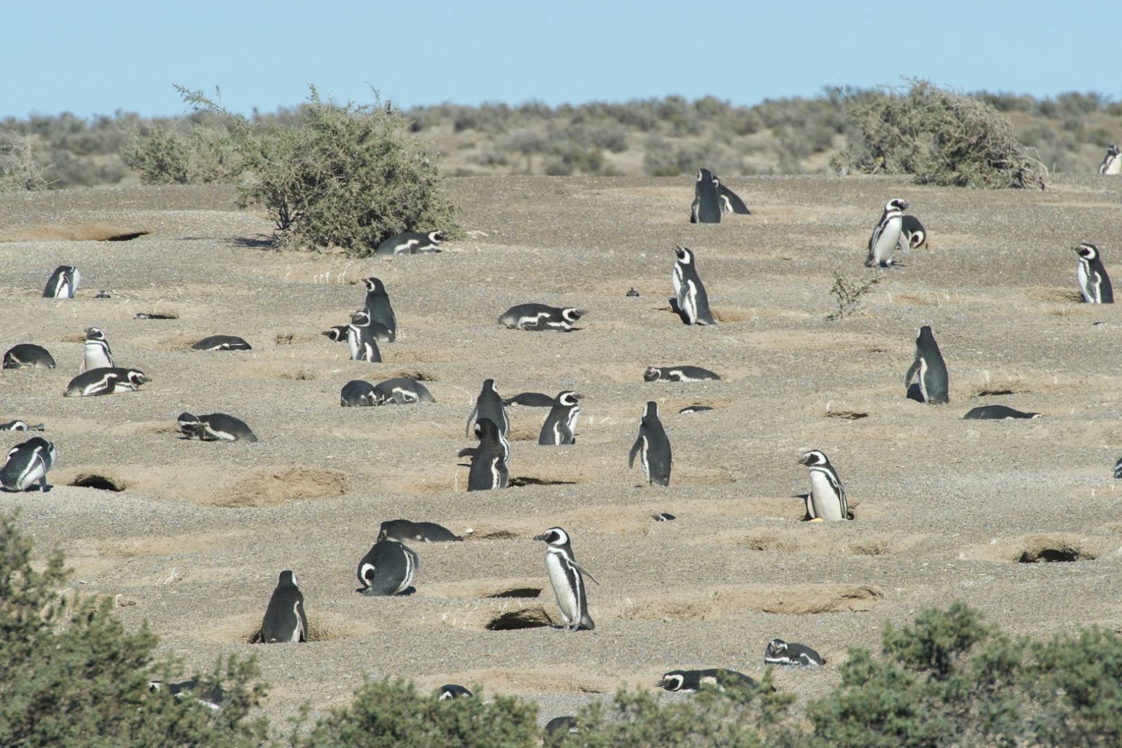 Magellanic penguins spread across the coastal landscape at Punta Tombo in Patagonia, Argentina.