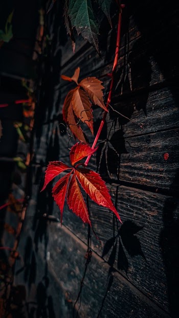 Autumn Leaves Picture