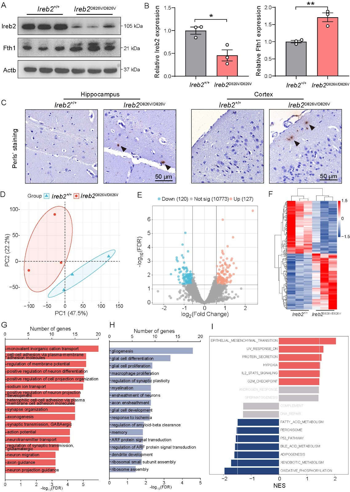 The D826V point mutation in IREB2 causes early-onset neurodegeneration in mice
