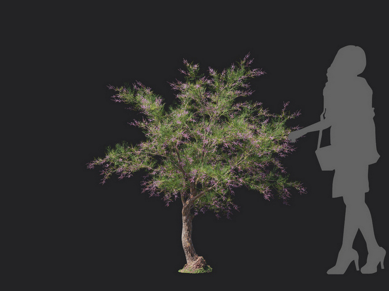 Maxtree - Plant Models Vol.129