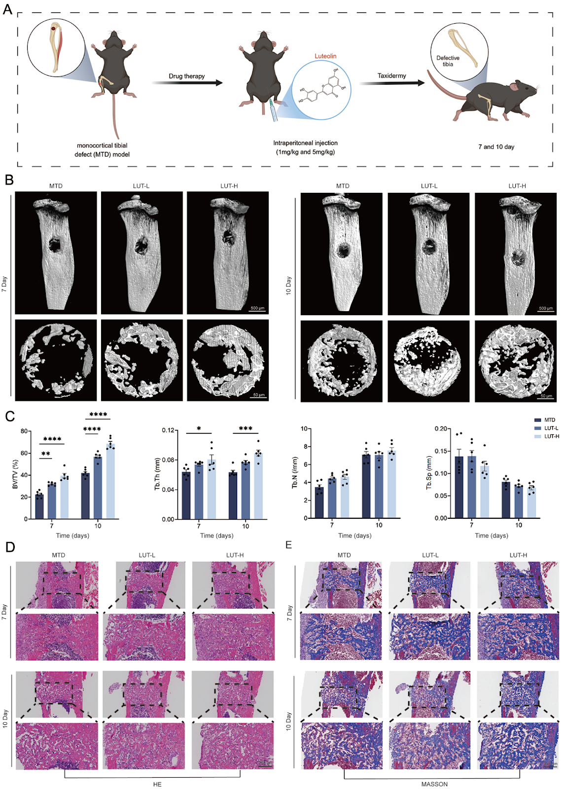 Luteolin reprograms macrophage polarization via the STING-TBK1 pathway to accelerate bone repair