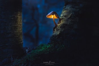 Glowing Mushroom Wallpaper