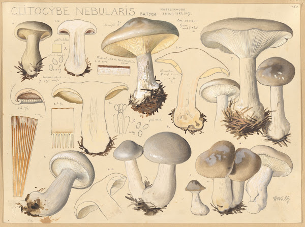 Clitocybe nebularis Batsch 1915 1945