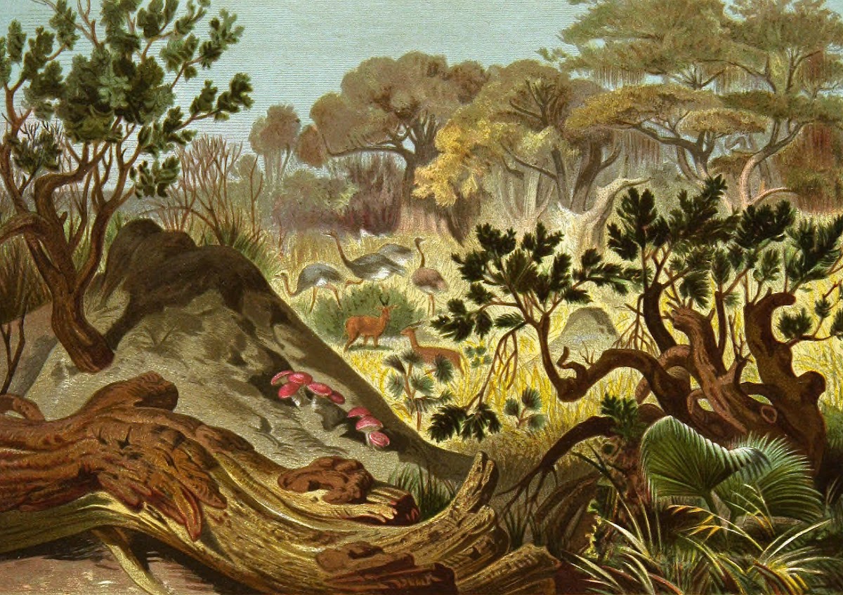 Die Insekten Tausendfussler und Spinnen Pl 16 1877