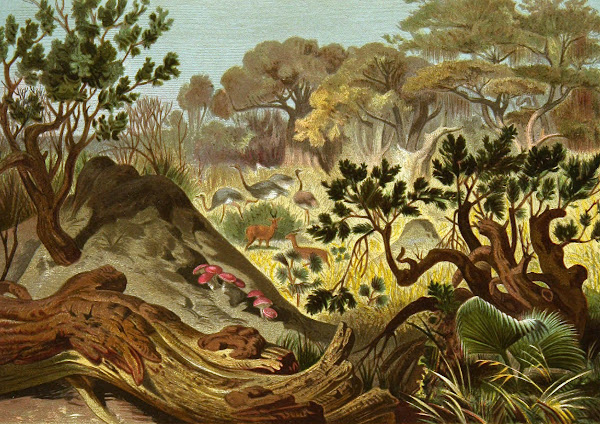 Die Insekten Tausendfussler und Spinnen Pl 16 1877