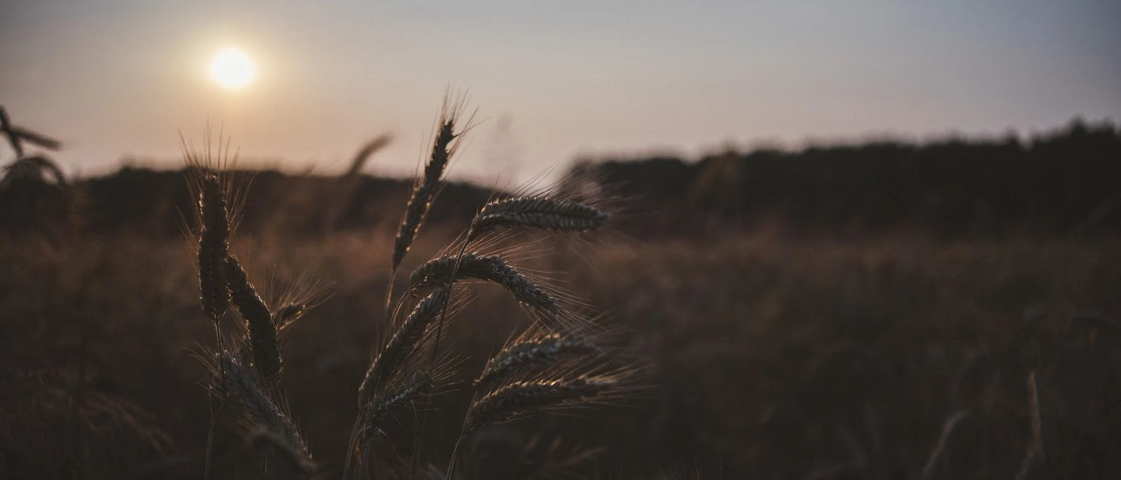 Wheat Field At Golden Hour - Nature Photography 4K Wallpaper (5999x2571)