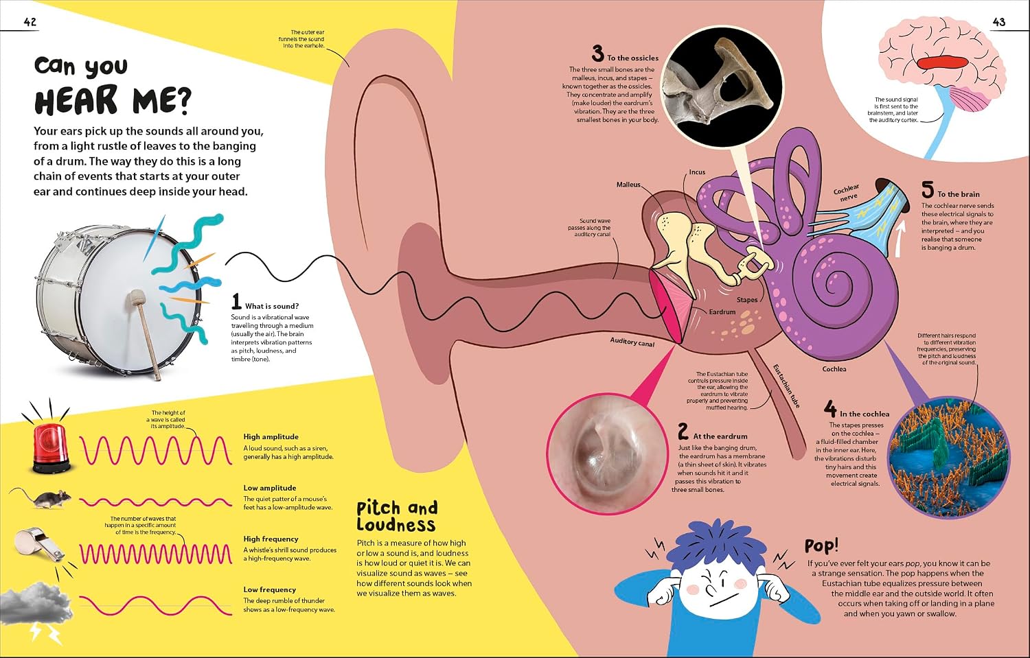An Excellent Encyclopedia of Your Senses - thumbnail 3