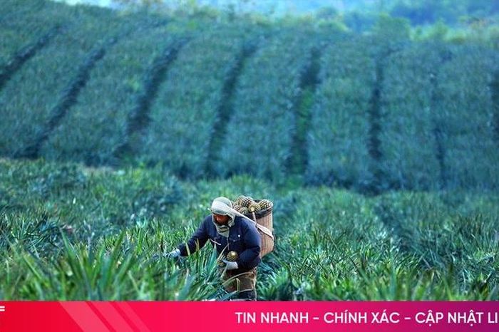 Hà Tĩnh phấn đấu trồng hơn 1.000 ha dứa liên kết - Báo Hà Tĩnh