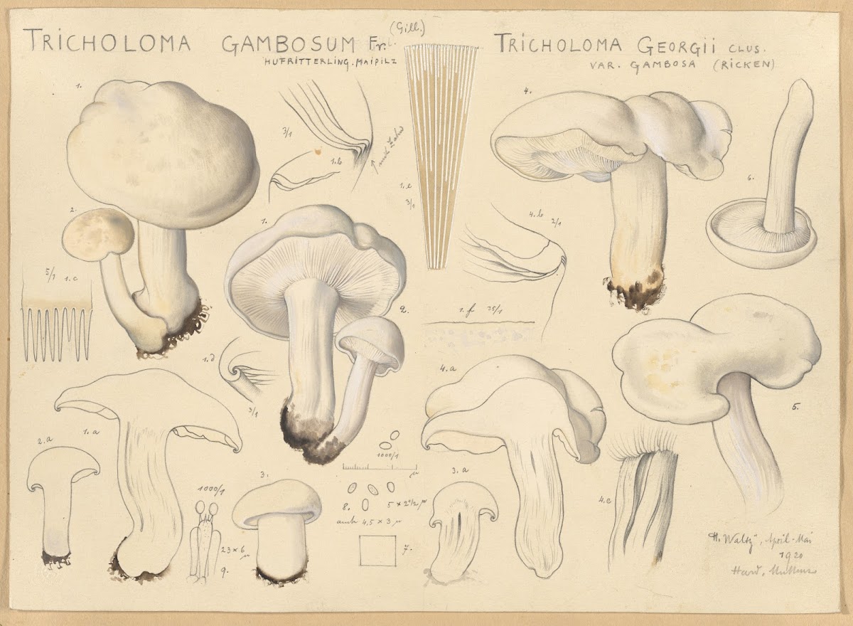 Tricholoma gambosum Fr Gill Tricholoma georgii Clus var gambosa Ricken 1915 1945