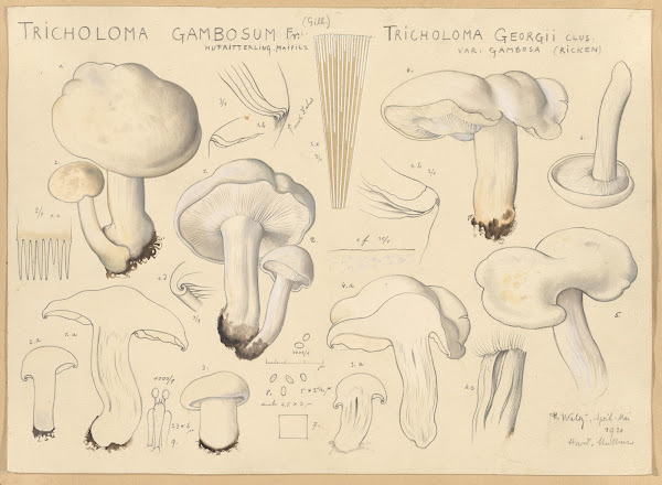 Tricholoma gambosum Fr Gill Tricholoma georgii Clus var gambosa Ricken 1915 1945