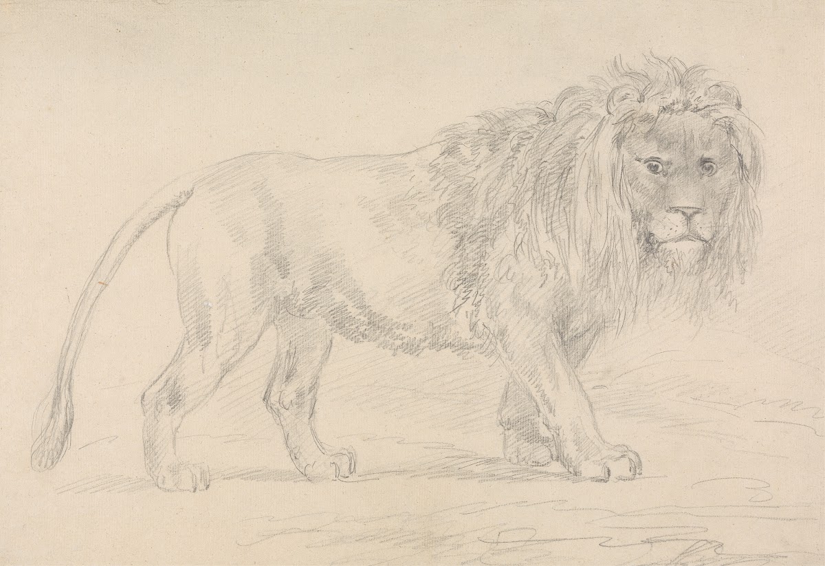 Lion Walking
