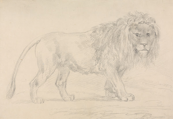 Lion Walking