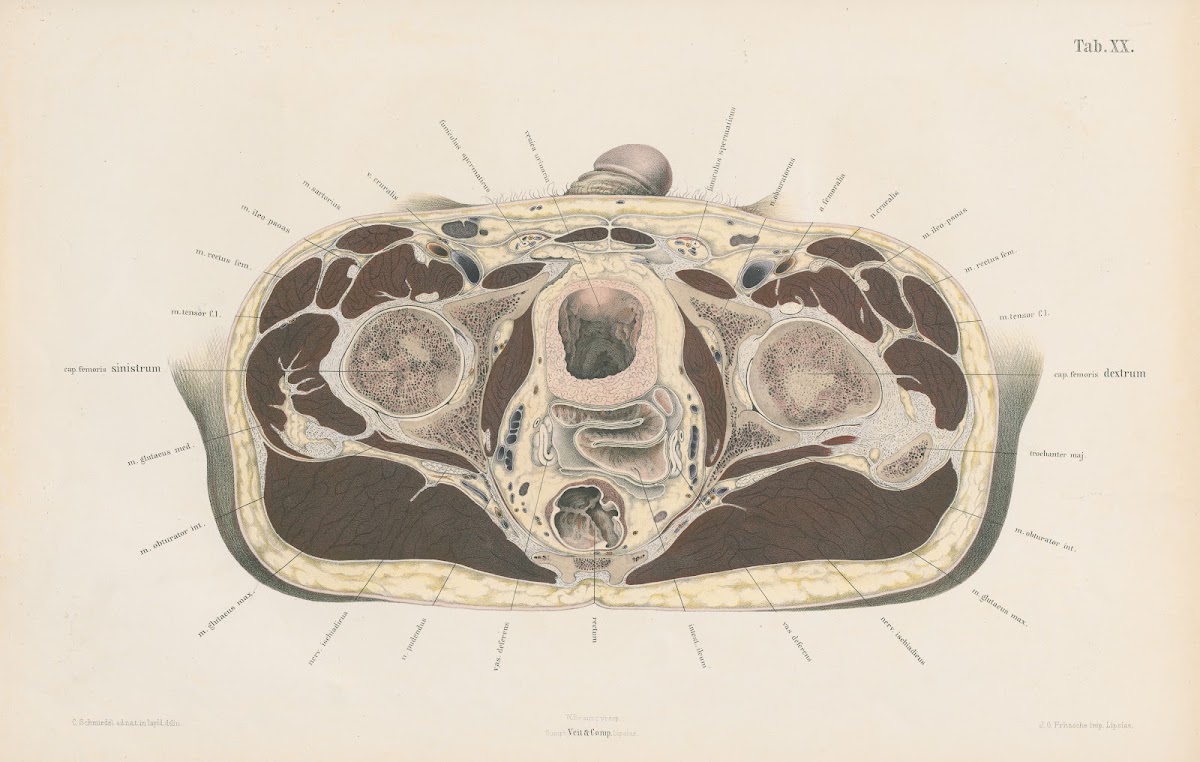 Topographisch anatomischer Atlas nach Durchschnitten an gefrornen Cadavern Pl22